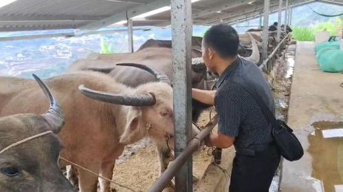 湖南一养殖场40多头牛在喂食后暴毙
